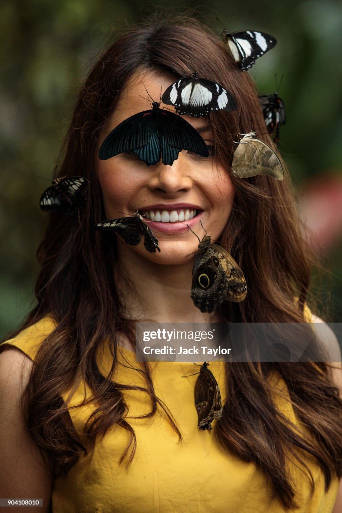 RHS Wisley Launch Butterflies In the Glasshouse Exhibition