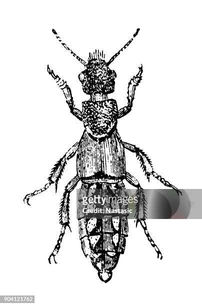 ilustraciones, imágenes clip art, dibujos animados e iconos de stock de los escarabajos del rove (staphylinidae) - asnillo