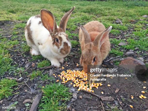 two rabbits eat corn - nutztier oder haustier stock-fotos und bilder