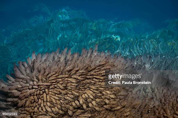 Plants are seen along the edges of the clear blue water of one of the six lakes that make up Band-E-Amir National Park September 6, 2009 in...