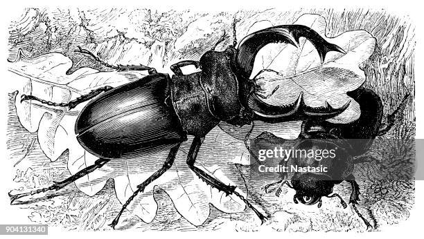 ilustrações de stock, clip art, desenhos animados e ícones de stag beetle (lucanus cervus) male and female - abadejo