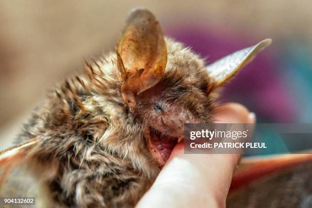 Greater mouse-eared bat , found in the basement vault of a brewery, bites the finger of a nature conservationist on January 12, 2018 in...