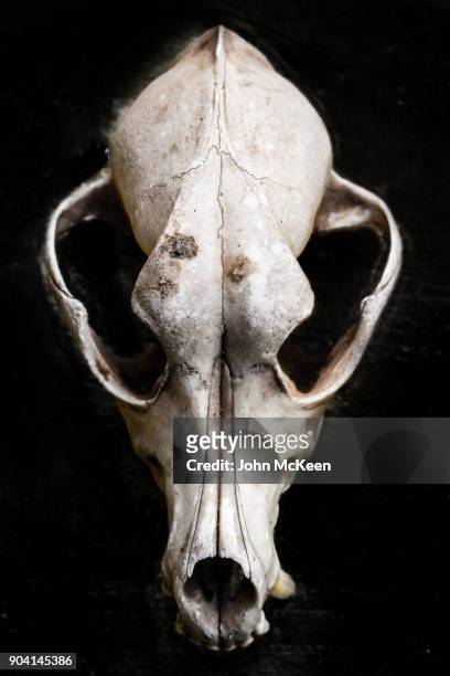 5,029 Animal Skull Photos and Premium High Res Pictures - Getty Images