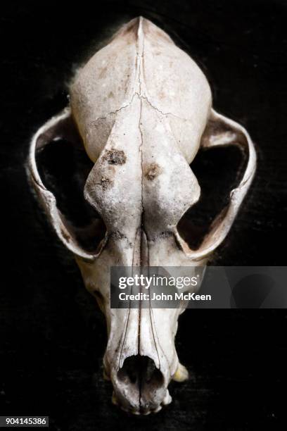 5,029 Animal Skull Photos and Premium High Res Pictures - Getty Images 5,029 Animal Skull Photos and Premium High Res Pictures - Getty Images