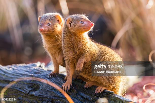 inquisitive common dwarf mongooses - マングース ストックフォトと画像