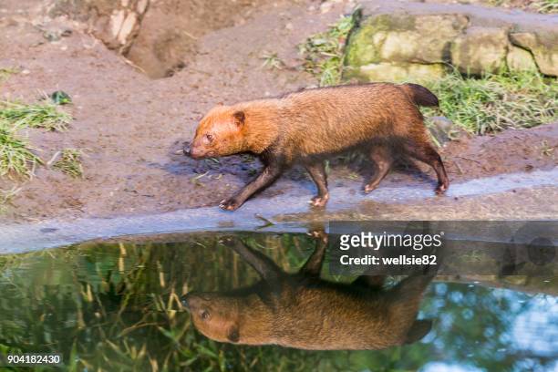 reflection of a bush dog - bush dog stock pictures, royalty-free photos & images
