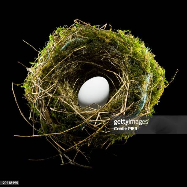 single white bird egg sat in a birds nest - bird nest stock pictures, royalty-free photos & images