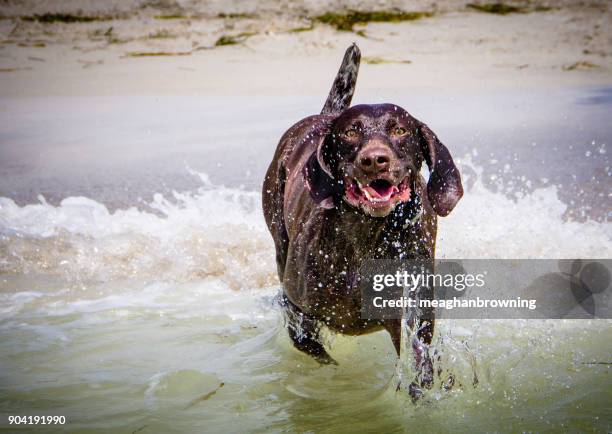 german shorthaired pointer dog running in ocean - german shorthaired pointer fotografías e imágenes de stock