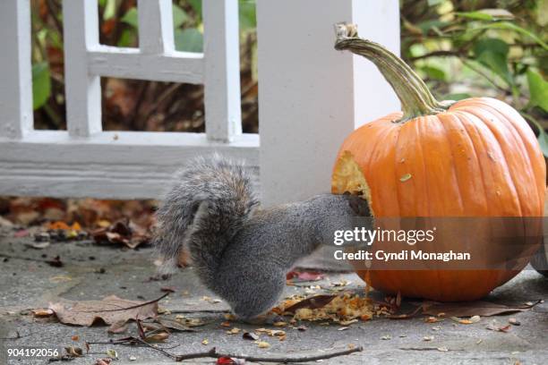 squirrel eating halloween pumpkin - funny animal eating stock pictures, royalty-free photos & images