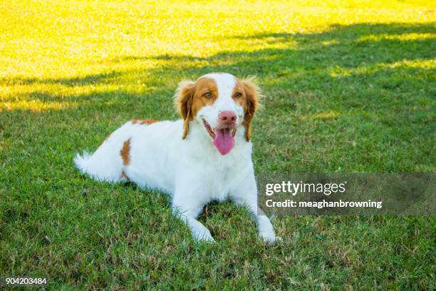 brittany spaniel dog lying on the grass - ブリタニースパニエル ストックフォトと画像