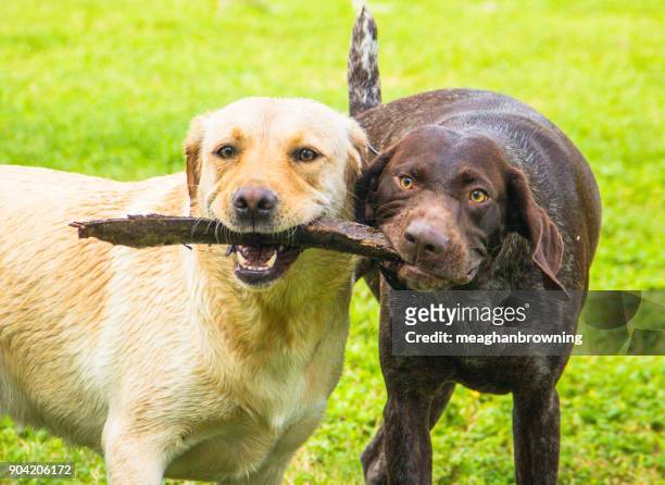 labrador retriever and german shorthaired pointer dogs playing with a stick - german shorthaired pointer fotografías e imágenes de stock