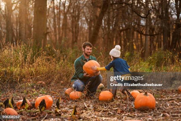 father and daughter picking pumpkins in a pumpkin patch - pumpkin patch stock pictures, royalty-free photos & images