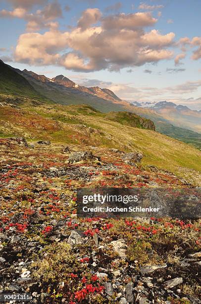 dwarf shrub vegetation and chugach mountains - foresta nazionale di chugach foto e immagini stock