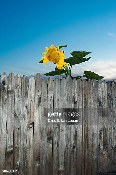 sunflower looking over fence. - looking over fence stock pictures, royalty-free photos & images