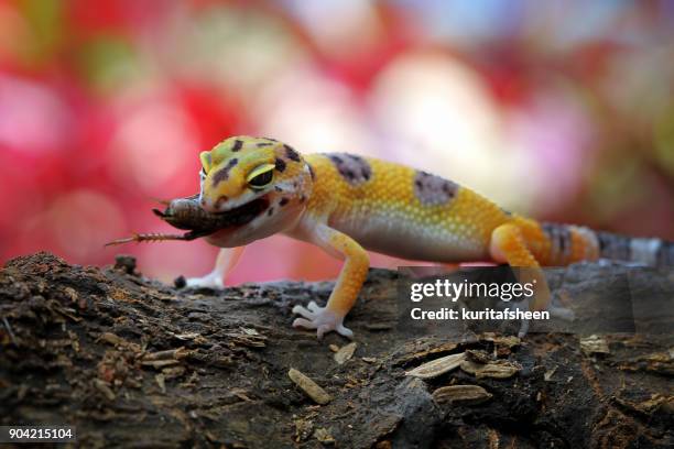 leopard gecko eating a cricket - leopard gecko stockfoto's en -beelden
