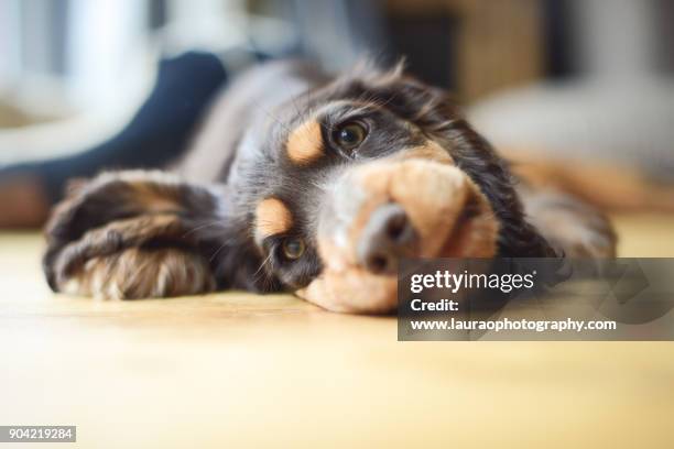 cocker spaniel puppy - precious stock pictures, royalty-free photos & images