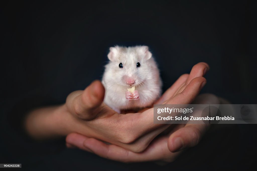 Small white syrian hamster eating cheese in the hands of its owner on a black background