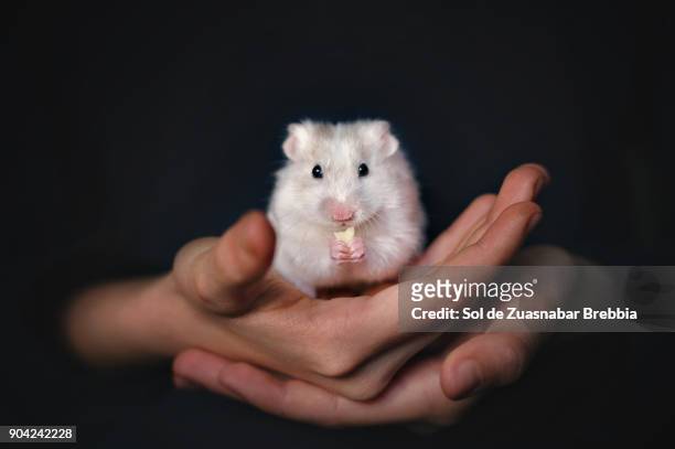 small white syrian hamster eating cheese in the hands of its owner on a black background - golden hamster - fotografias e filmes do acervo
