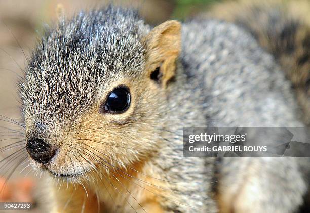 Baby squirrel is seen in Los Angeles, California on September 7, 2009. Recently, in the City of Santa Monica, California, officials came up with a...
