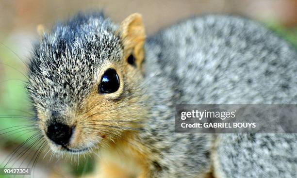 Baby squirrel is seen in Los Angeles, California on September 7, 2009. Recently, in the City of Santa Monica, California, officials came up with a...