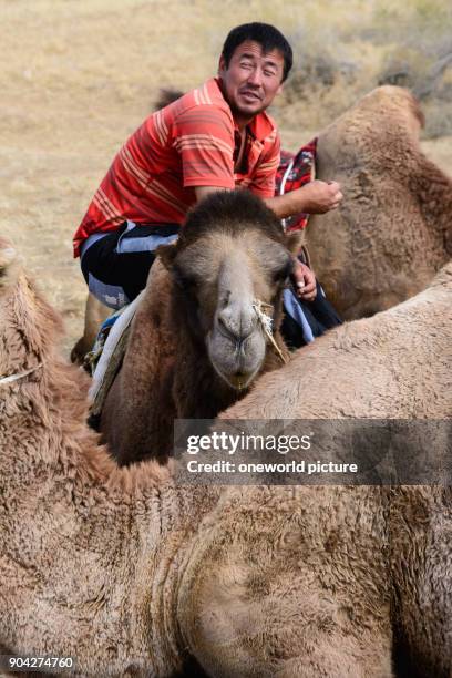 Uzbekistan, Nurota tumani, The camel-drivers are Mongolian-looking, Kazakh-speaking Kazakhs. Uzbekistan is a multicultural state from Uzbeks, Tajiks,...