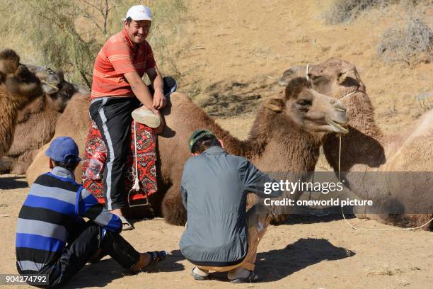 Uzbekistan, Nurota tumani, The camel-drivers are Mongolian-looking, Kazakh-speaking Kazakhs. Uzbekistan is a multicultural state from Uzbeks, Tajiks,...