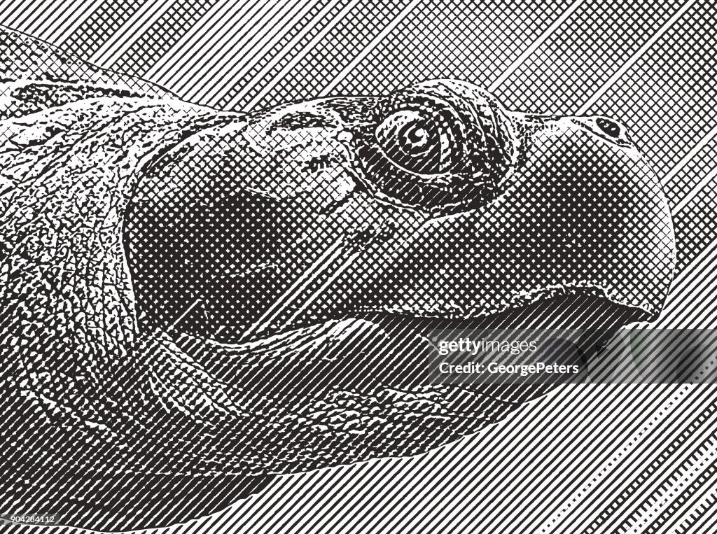 Close up Engraving of a Loggerhead Sea Turtle head
