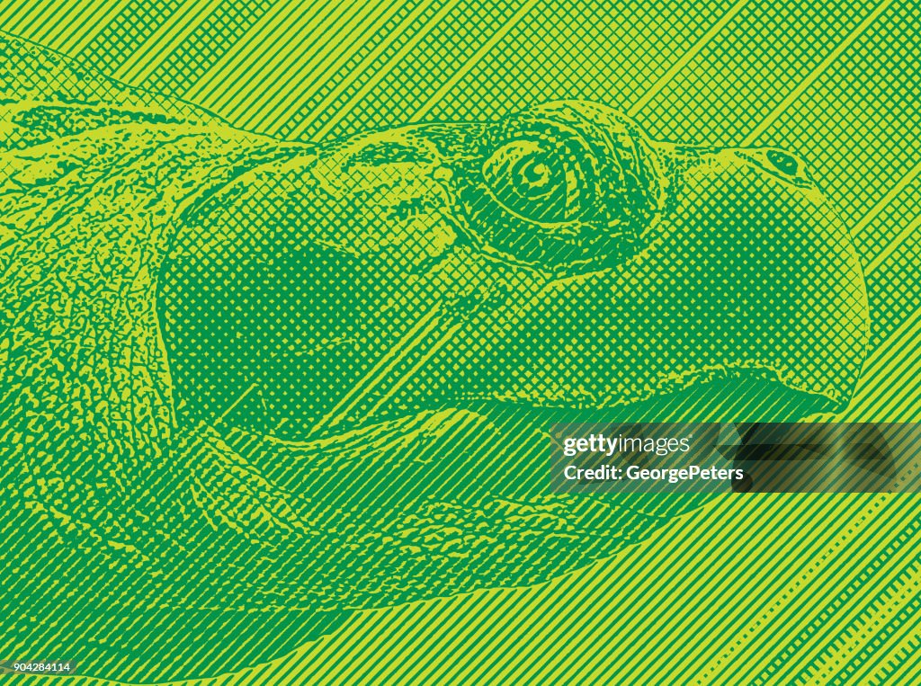 Colorful Engraving of a Sea Turtle head