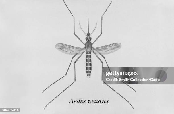 Illustration of an adult Aedes vexans mosquito, one of the mosquito species in which West Nile virus has been found, 1976. Image courtesy CDC/James...