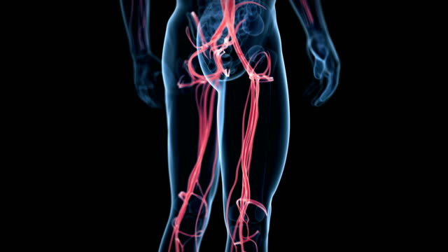 392 Blood Circulation Animation Videos and HD Footage - Getty Images
