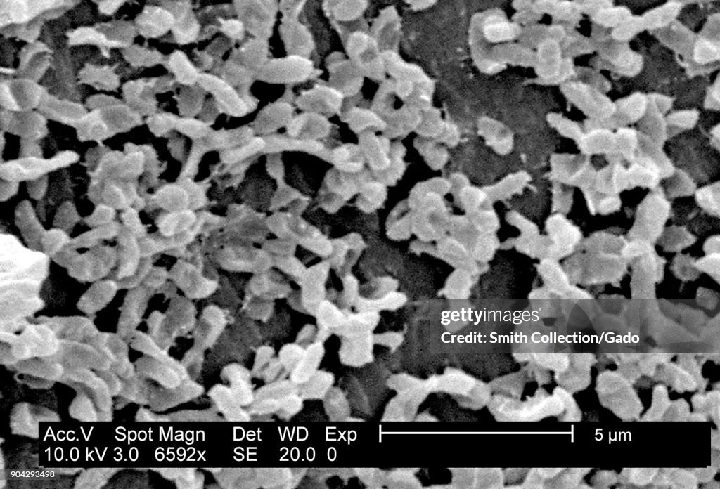 P.Mirabilis (ATCC 29906) Biofilm