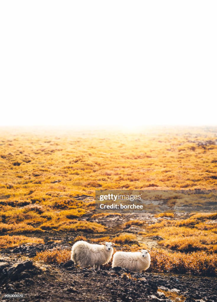 Icelandic Sheep