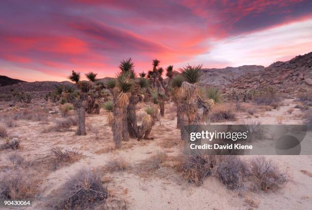 joshua trees at red rock canyon state park - red rock canyon state park california stock pictures, royalty-free photos & images