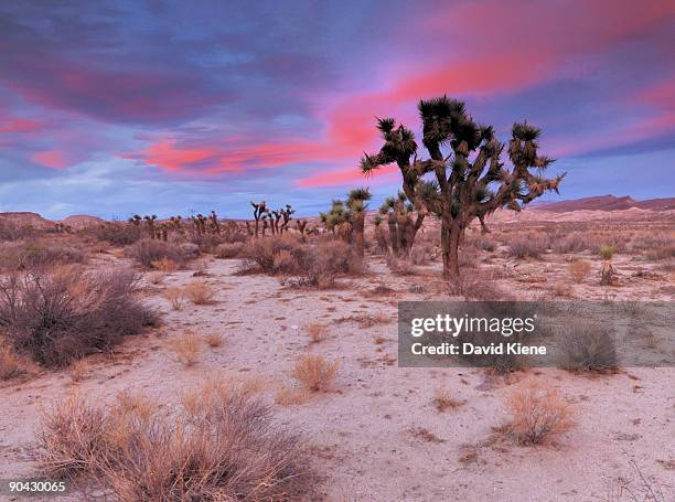 joshua trees at sunset - red rock canyon state park california bildbanksfoton och bilder