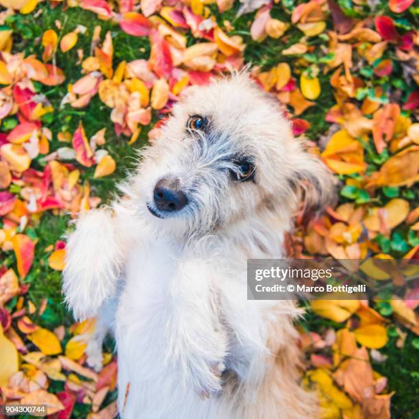 Dogs In Fall Leaves Dog Fall Leaves Photos and Premium High Res Pictures - Getty Images