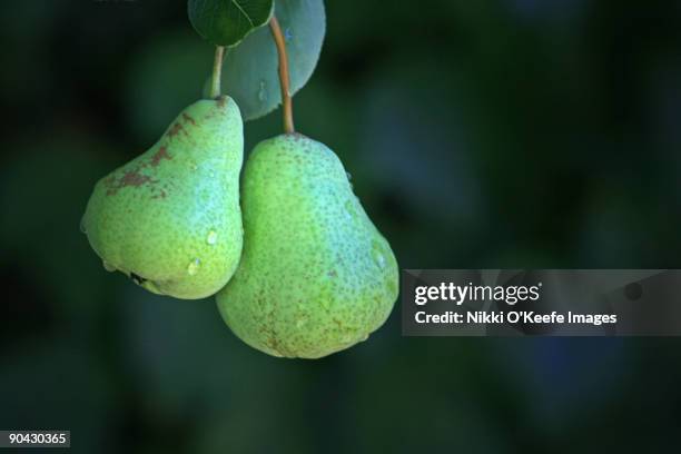 a pair of pears - pair stock pictures, royalty-free photos & images