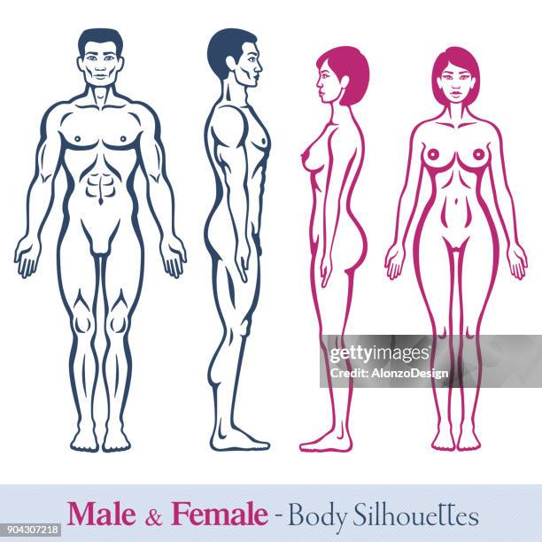 männliche und weibliche körper - anatomical model stock-grafiken, -clipart, -cartoons und -symbole