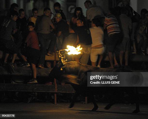 Bull with flaming horns charges during Toro Embolao late on September 7, 2009 in Sant Carles Rapita. AFP PHOTO / LLUIS GENE