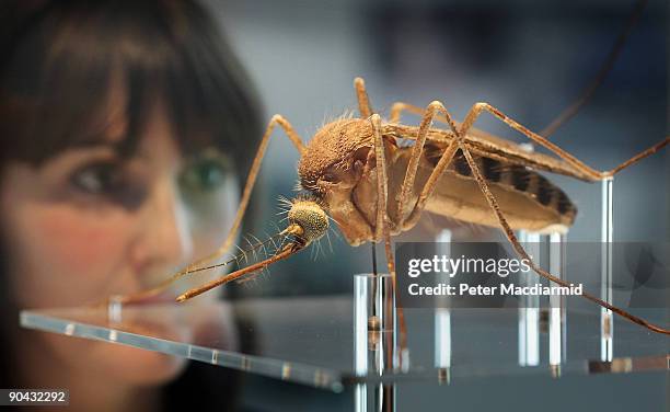 An employee looks at a giant representation of a mosquito at the Darwin Centre, at The Natural History Museum on September 8, 2009 in London,...