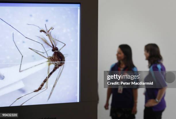 Employees stand near a screen displaying an image of a mosquito under the microscope at the Darwin Centre at The Natural History Museum on September...