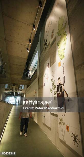Visitor walks inside the Cocoon at the Darwin Centre at The Natural History Museum on September 8, 2009 in London, England. The new £78 million...