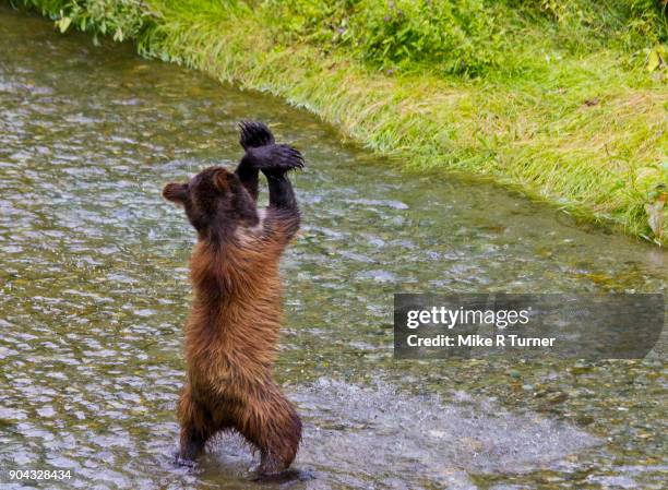 hey macarena - dancing bear stock pictures, royalty-free photos & images