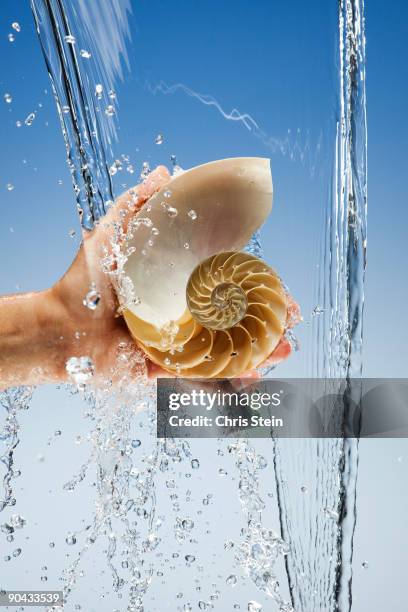 Half A Shell 30 Half A Nautilus Shell Stock Photos, High-Res Pictures, and Images ...