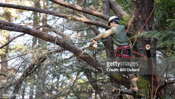man cutting down tree - prunes stock pictures, royalty-free photos & images