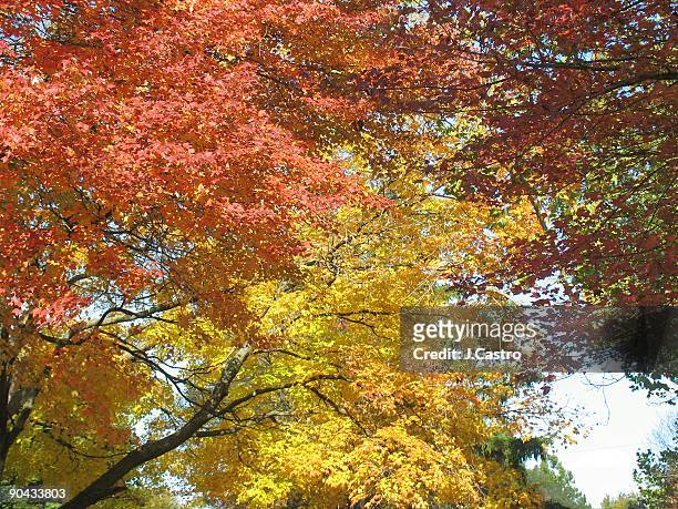 colors' feast - boston massachusetts fall stock pictures, royalty-free photos & images