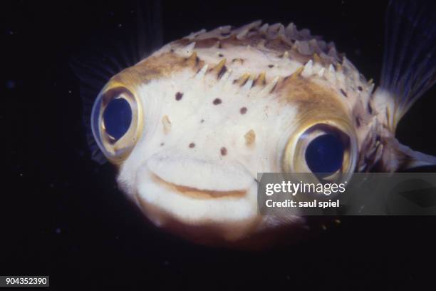 pufferfish - puffer fish stock pictures, royalty-free photos & images