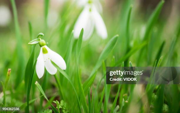 spring flowers - snowdrops. beautifully blooming. selective focus. - march month stock pictures, royalty-free photos & images