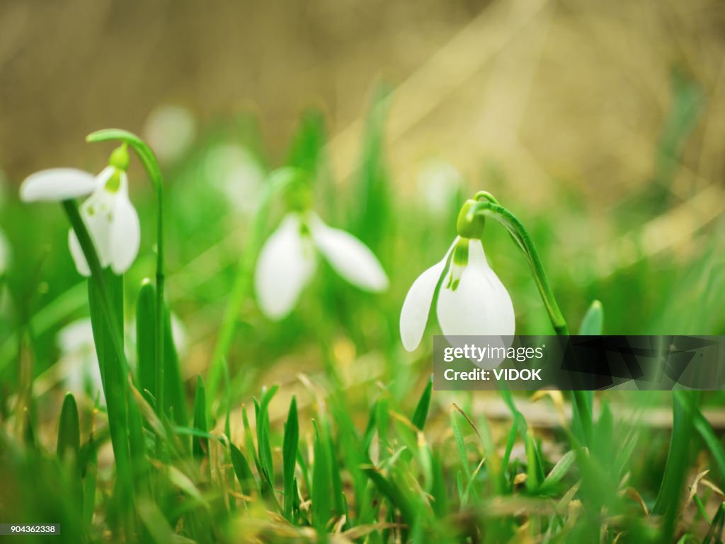 Spring flowers - snowdrops. Beautifully blooming. Selective focus.