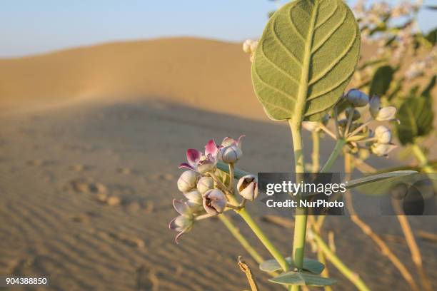 Thar Desert or The Great Indian Desert is the world's 18th largest desert and covers 10% of India. Thar desert lies between India and Pakistan. In...