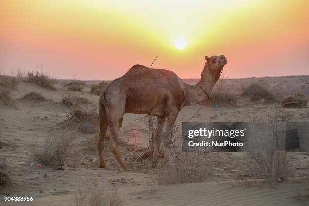 Thar Desert or The Great Indian Desert is the world's 18th largest desert and covers 10% of India. Thar desert lies between India and Pakistan. In...